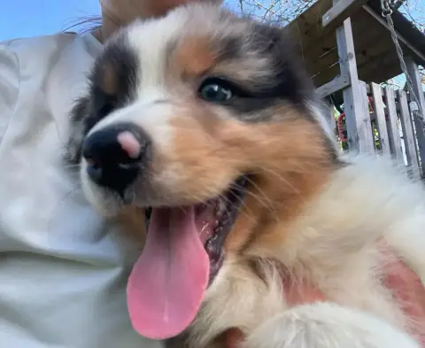 Berger Australien  Chiot N°2