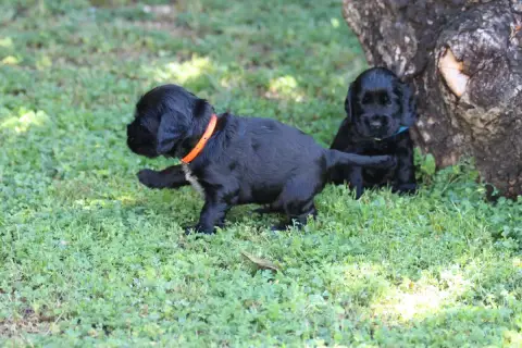 Cocker Spaniel Anglais  Chiot N°4 Du Parfum De Vanill 973a6 photo 3