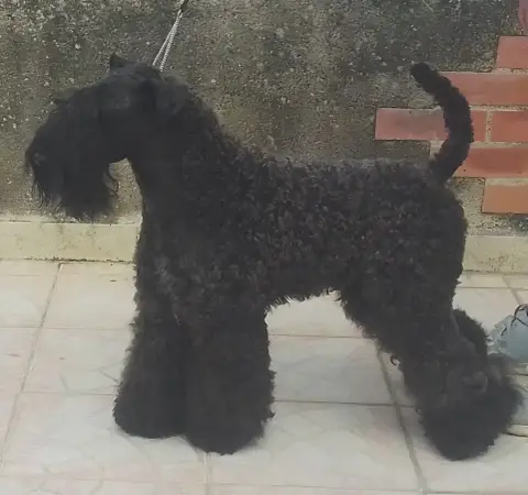 Kerry Blue Terrier  Blue Velvet Des Hautes Terres D'A e908d photo 3