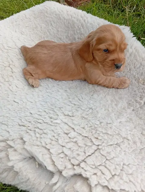 Cocker Spaniel Anglais photo 2
