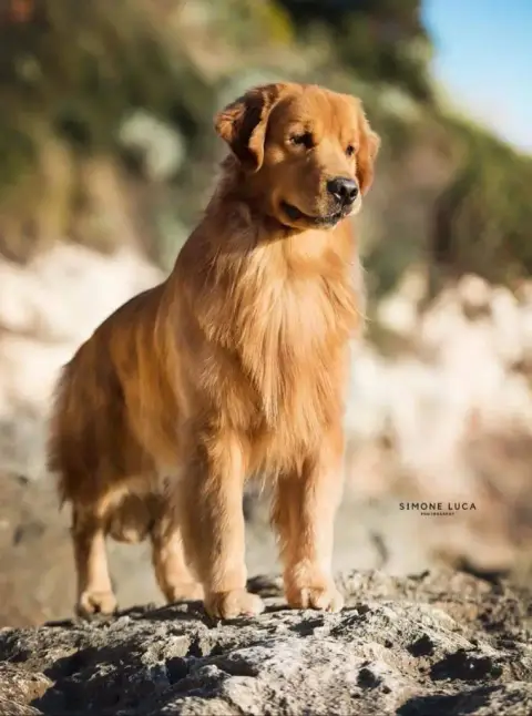 Golden Retriever  Banjo photo 2
