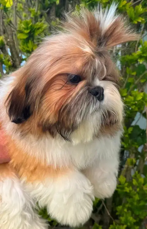 Shih Tzu  Arlo Des Merveilles D'Oceane photo 2