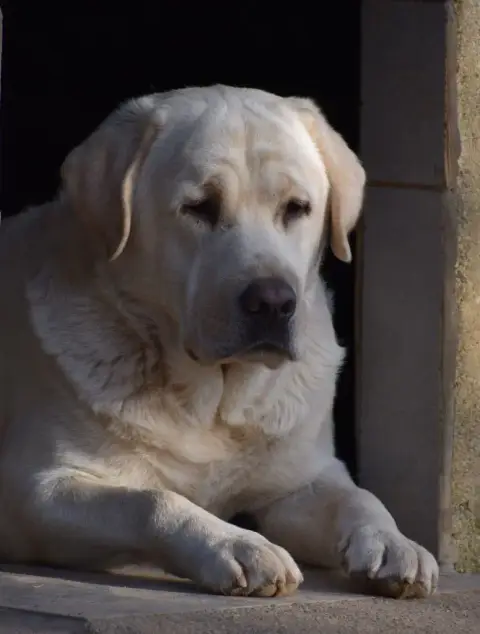 Labrador Retriever photo 2