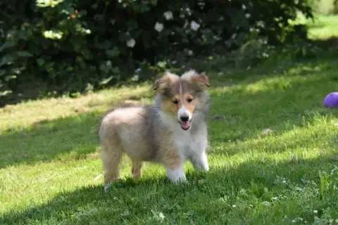 Shetland Sheepdog  Chiot N°5 De La Terre De Neaure photo 2