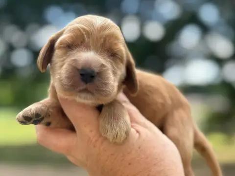 Cocker Spaniel Anglais  B2 Du Clos De La Majesty