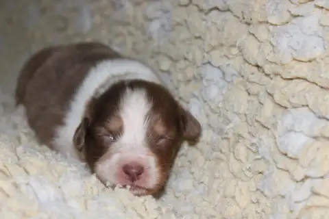 Berger Australien  Brune White Snow Sheperds photo 2