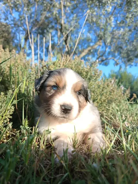 Berger Américain Miniature  Bleu Merle Bully Du Chale 0470f photo 2