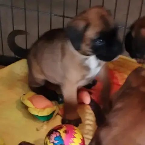 Chiots Boxer