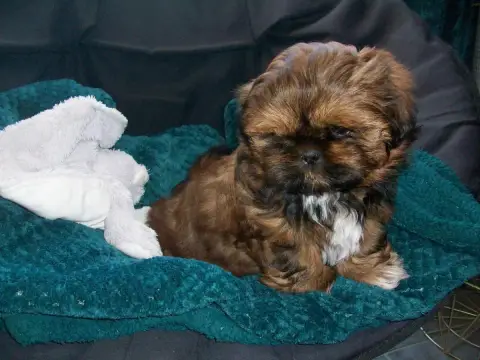 Shih Tzu  Baguera Du Manoir Des Dieux Du Ciel photo 2
