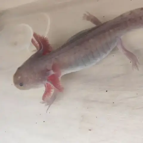 Axolotl Plusieurs Types