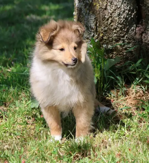 Shetland Sheepdog  Chiot N°1 Du Royaume De La Petite  4e9f8