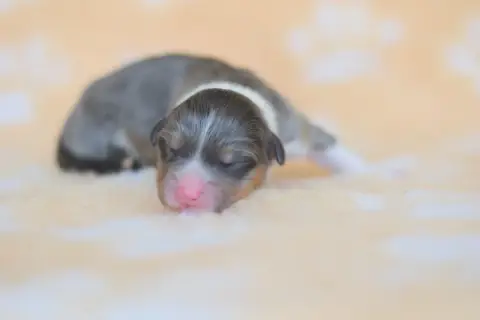 Berger Australien  Chiot 7 Roz Liammet