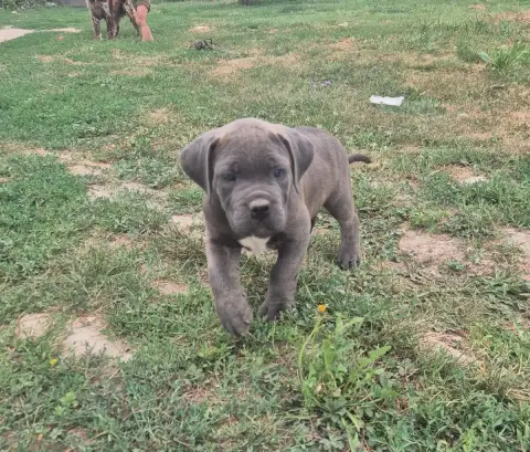 Cane Corso