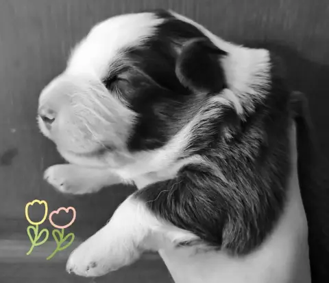 Berger Américain Miniature  Chiot N°5 Des Menthes Sau 13a2a photo 2
