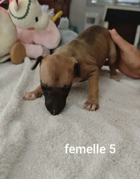 Whippet  Bree De Montrenaud