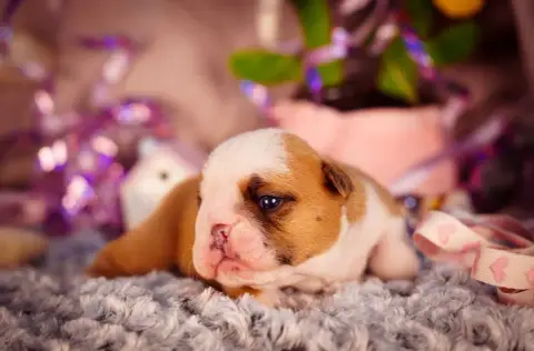 Bulldog Anglais  Born To Be Cute De La Lune Sombre