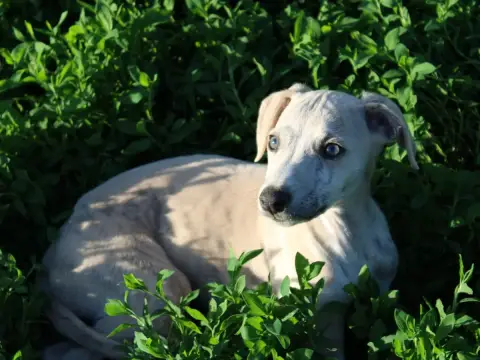 Whippet  Chiot N°4 Du Clos D'Arlequin photo 3