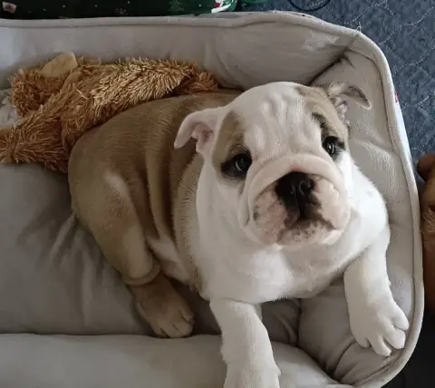 Bulldog Anglais  Chiot N°5 Mystic Legend photo 2