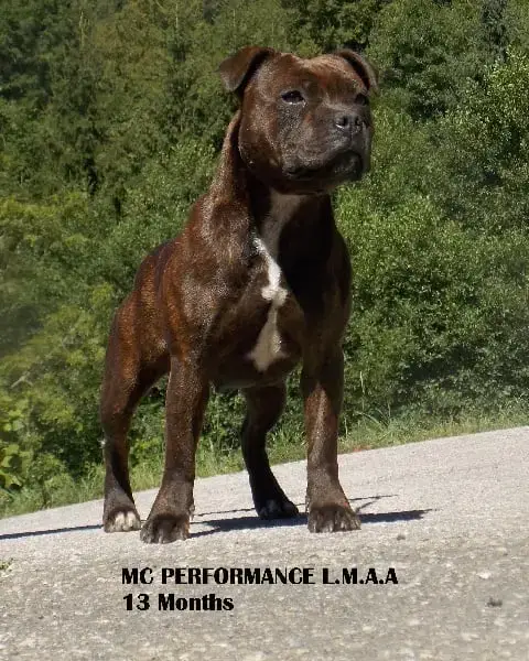 Staffordshire Bull Terrier  Athena Des Guerriers D'Am f89f7 photo 3