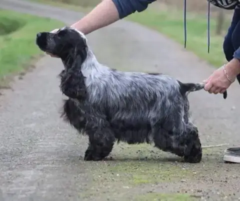 Cocker Spaniel Anglais  Bounty Royal (Chocolat Rouan) 15abc