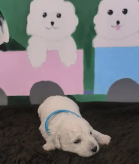 Bichon Frise  Chiot N°1 Von Bereich Sandalvi photo 2
