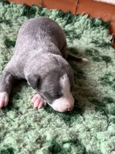 Whippet  B Des Terres De Pag