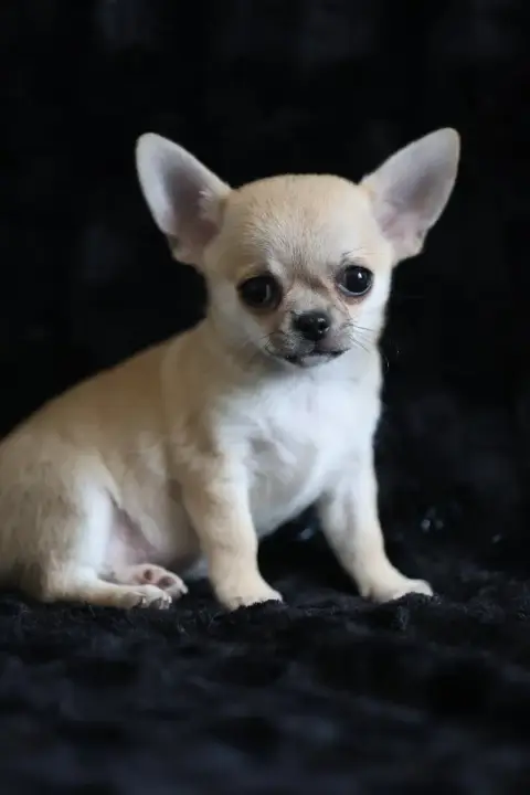 Chihuahua  Chiot N°1 Du Royaume De Matiliane