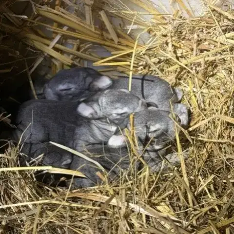 Lapin Rex Chinchilla