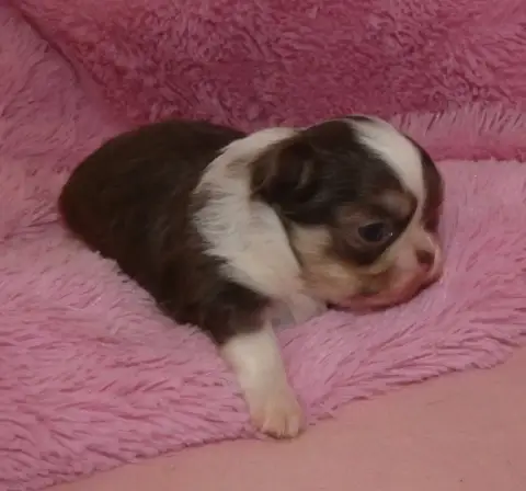 Chihuahua  Chiot N°1 Des Ptits Dragons De Cupidon photo 3
