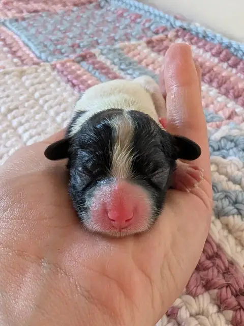 Epagneul Nain Continental (Papillon)  Chiot N°2 Des R 9f392
