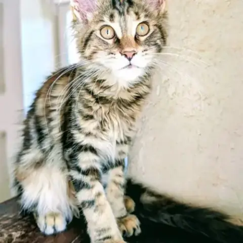 3 Magnifiques Femelles Maine Coon Loof