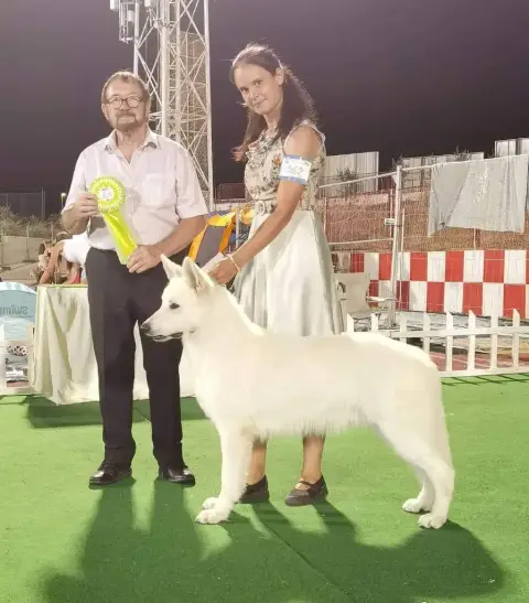 Berger Blanc Suisse  Chiot 5 Du Domaine Du Holzgiesse 04c84 photo 3