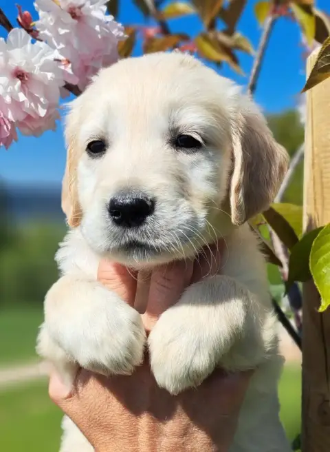 Golden Retriever  Batilda photo 2