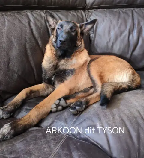 Berger Belge  Arkoon Dit Tyson Collier Noir De La Sou 25639