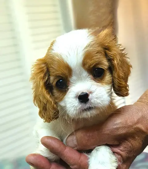Cavalier King Charles Spaniel  Bianca Of Little By Li 50d4d photo 2