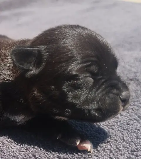 Staffordshire Bull Terrier 
                        C 84c7f