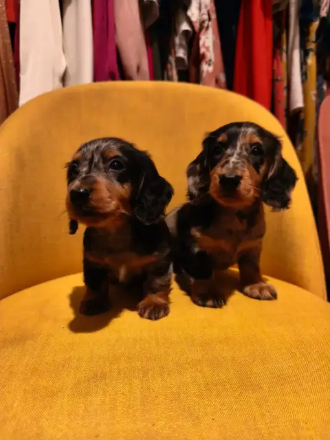 Teckel Poil Long  Chiot N°5 Du Clos De Brignagues