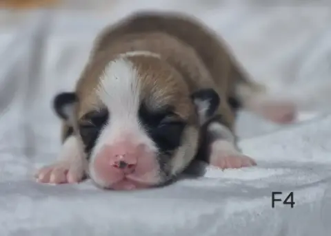 Welsh Corgi Pembroke  Chiot N°7 Des Famonadyns