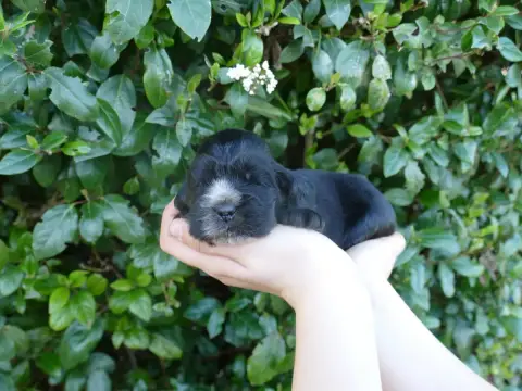 Cocker Spaniel Anglais  Chiot N°4 photo 2