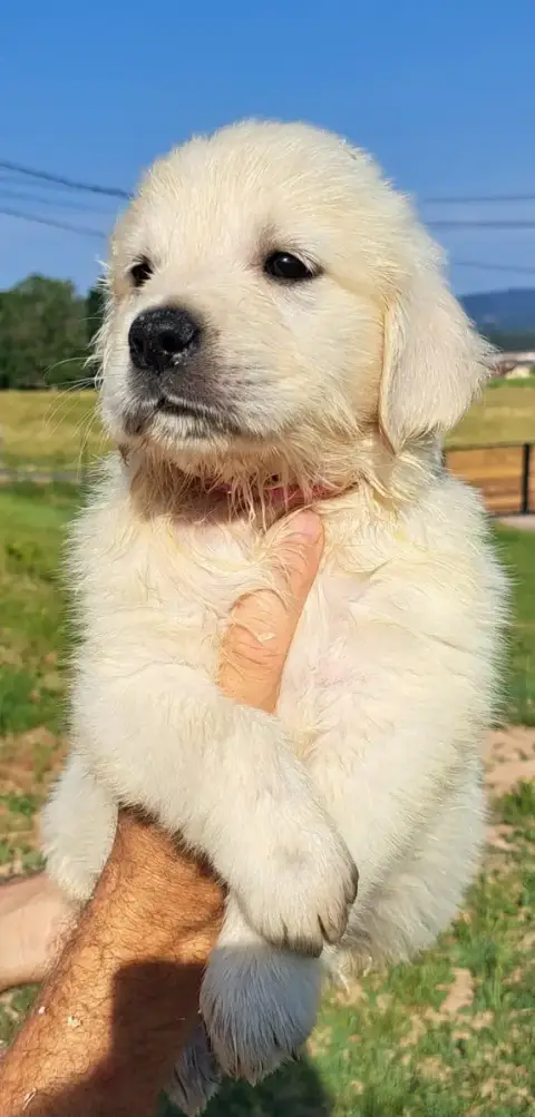 Golden Retriever  Banana photo 2