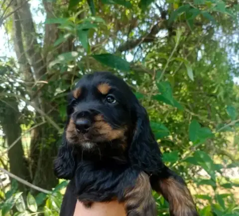 Cocker Spaniel Anglais  Chiot N°5 Des Pres Flamands a1a58