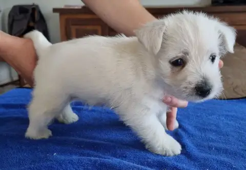West Highland White Terrier  Chiot N°2 Des Hirondelle ee743 photo 2