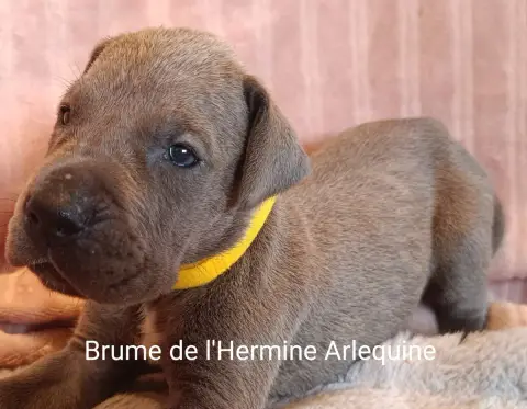 Adopter Dogue Allemand 
                        Brume De L'He 4781c