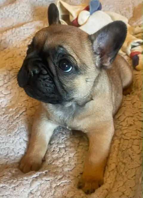 Bouledogue Français  Billy Du Vallon Des Furby'S