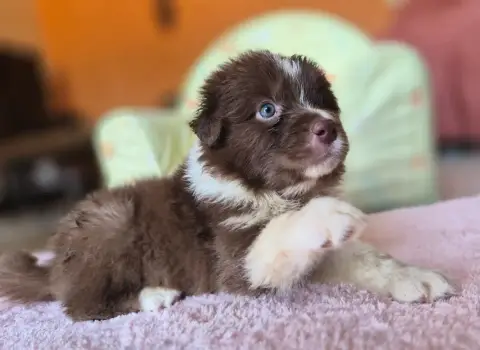 Berger Australien  Chiot photo 2