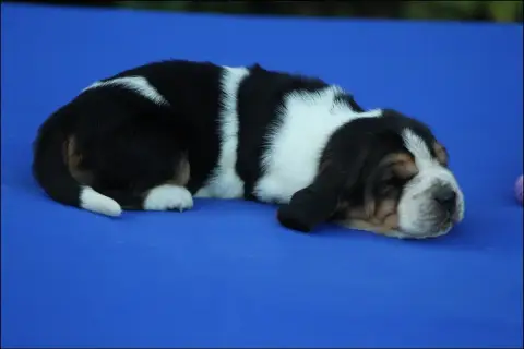 Basset Hound  Chiot 7 De La Flamme Sacrée D'Hestia photo 2