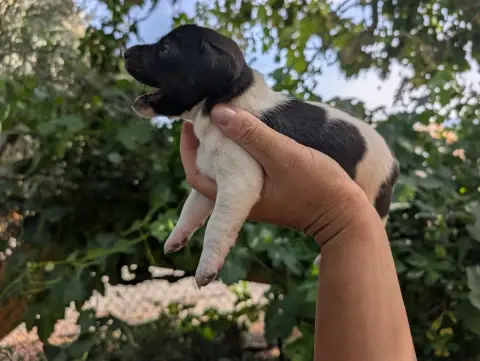 Parson Russell Terrier  Chiot N°3 Budawang