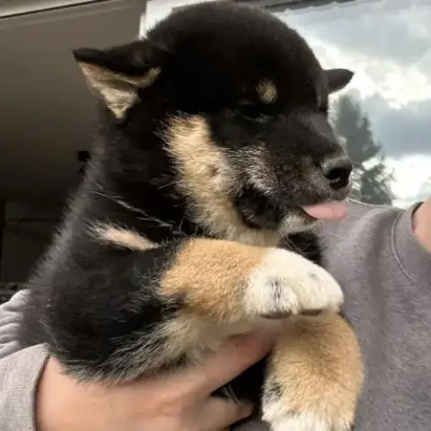 Shiba Inu Lof