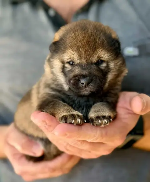 Shiba