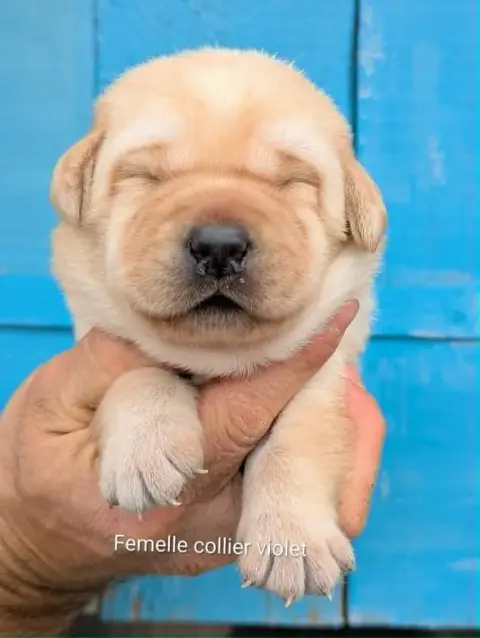 Labrador Retriever photo 2